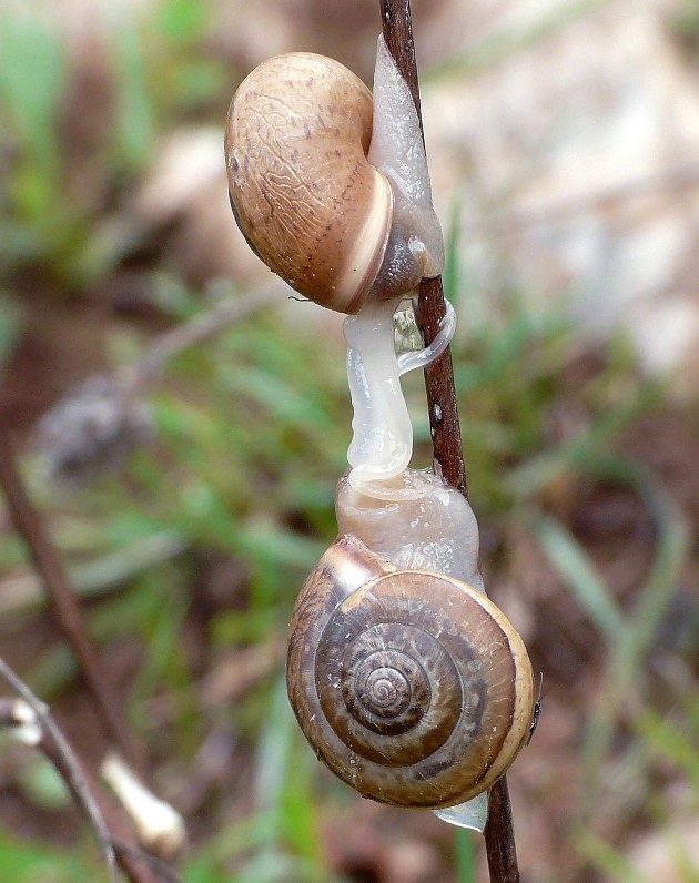 Accoppiamento di Monacha parumcincta